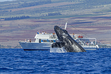 Adult humpback whale, Megaptera novaeangliae, breaching near whale watching boat in the AuAu Channel, Hawaii, USA.