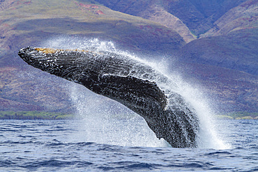 Adult humpback whale, Megaptera novaeangliae, breaching in the AuAu Channel, Hawaii, USA.