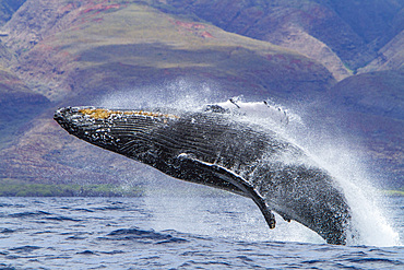 Adult humpback whale, Megaptera novaeangliae, breaching in the AuAu Channel, Hawaii, USA.