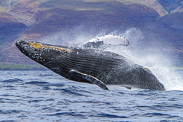Adult humpback whale, Megaptera novaeangliae, breaching in the AuAu Channel, Hawaii, USA.