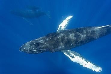 A curious cow calf and escort humpback whale, Megaptera novaeangliae, underwater in the AuAu Channel, Hawaii, USA.