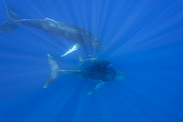 A curious cow calf and escort humpback whale, Megaptera novaeangliae, underwater in the AuAu Channel, Hawaii, USA.
