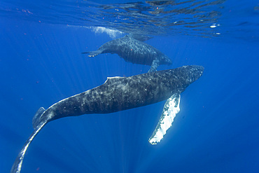 A curious cow calf and escort humpback whale, Megaptera novaeangliae, underwater in the AuAu Channel, Hawaii, USA.