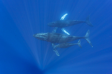 A curious cow calf and escort humpback whale, Megaptera novaeangliae, underwater in the AuAu Channel, Hawaii, USA.
