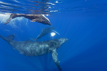 A curious cow calf and escort humpback whale, Megaptera novaeangliae, underwater in the AuAu Channel, Hawaii, USA.