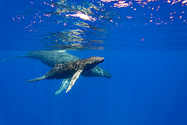 A curious cow and calf humpback whale, Megaptera novaeangliae, underwater in the AuAu Channel, Hawaii, USA.