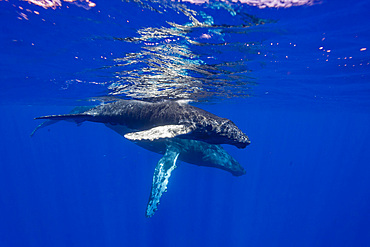 A curious cow and calf humpback whale, Megaptera novaeangliae, underwater in the AuAu Channel, Hawaii, USA.