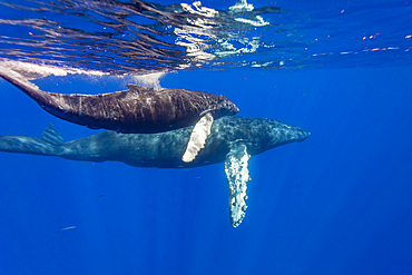 A curious cow and calf humpback whale, Megaptera novaeangliae, underwater in the AuAu Channel, Hawaii, USA.
