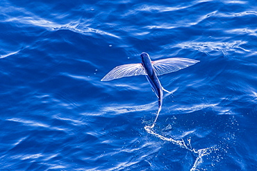 Flying fish from the family Exocoetidae taking flight near White Island, North Island, New Zealand, Pacific