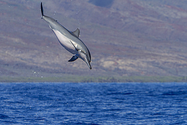 Hawaiian spinner dolphin, Stenella longirostris, spinning, possibly to dislodge attached remoras, Lanai, Hawaii, USA.