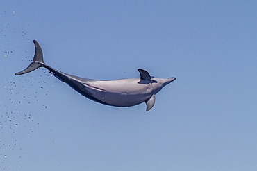 Hawaiian spinner dolphin, Stenella longirostris, spinning, possibly to dislodge attached remoras, Lanai, Hawaii, USA.