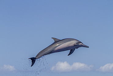 Hawaiian spinner dolphin, Stenella longirostris, spinning, possibly to dislodge attached remoras, Lanai, Hawaii, USA.