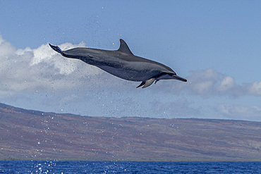 Hawaiian spinner dolphin, Stenella longirostris, spinning, possibly to dislodge attached remoras, Lanai, Hawaii, USA.