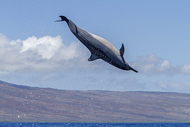 Hawaiian spinner dolphin, Stenella longirostris, spinning, possibly to dislodge attached remoras, Lanai, Hawaii, USA.