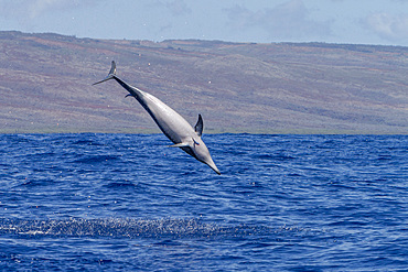 Hawaiian spinner dolphin, Stenella longirostris, spinning, possibly to dislodge attached remoras, Lanai, Hawaii, USA.