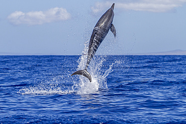 Hawaiian spinner dolphin, Stenella longirostris, spinning, possibly to dislodge attached remoras, Lanai, Hawaii, USA.