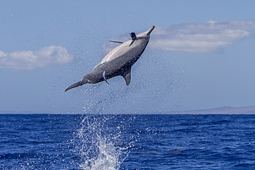 Hawaiian spinner dolphin, Stenella longirostris, spinning, possibly to dislodge attached remoras, Lanai, Hawaii, USA.