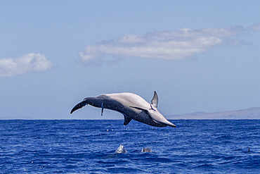Hawaiian spinner dolphin, Stenella longirostris, spinning, possibly to dislodge attached remoras, Lanai, Hawaii, USA.
