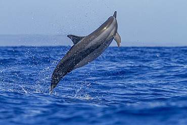Hawaiian spinner dolphin, Stenella longirostris, spinning, possibly to dislodge attached remoras, Lanai, Hawaii, USA.