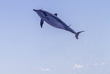 Hawaiian spinner dolphin, Stenella longirostris, spinning, possibly to dislodge attached remoras, Lanai, Hawaii, USA.