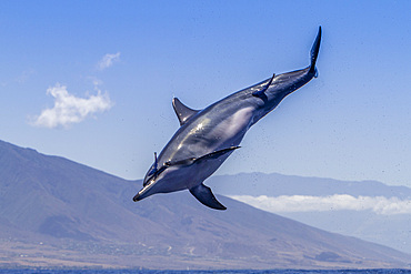 Hawaiian spinner dolphin, Stenella longirostris, spinning, possibly to dislodge attached remoras, Lanai, Hawaii, USA.