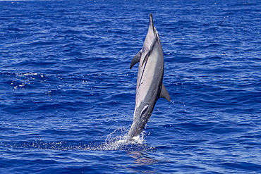 Hawaiian spinner dolphin, Stenella longirostris, spinning, possibly to dislodge attached remoras, Lanai, Hawaii, USA.
