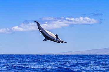 Hawaiian spinner dolphin, Stenella longirostris, spinning, possibly to dislodge attached remoras, Lanai, Hawaii, USA.