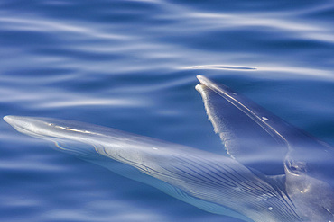Adult Bryde's whale, Balaenoptera edeni, surface feeding on euphausids off Isla del Carmen, Baja California Sur, Mexico.