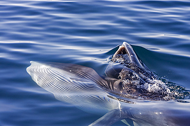 Adult Bryde's whale, Balaenoptera edeni, surface feeding on euphausids off Isla del Carmen, Baja California Sur, Mexico.