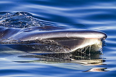 Adult Bryde's whale, Balaenoptera edeni, surface feeding on euphausids off Isla del Carmen, Baja California Sur, Mexico.