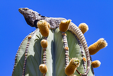 San Esteban spiny-tailed iguana, Ctenosaura conspicuosa, an endemic iguana found only on Isla San Esteban, Mexico.