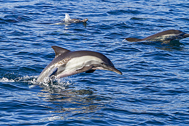 Long-beaked common dolphins, Delphinus delphis, encountered near Isla del Carmen, Baja California Sur, Mexico.