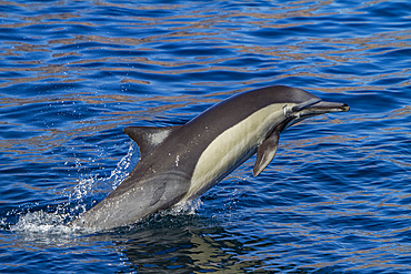 Long-beaked common dolphins, Delphinus delphis, encountered near Isla del Carmen, Baja California Sur, Mexico.