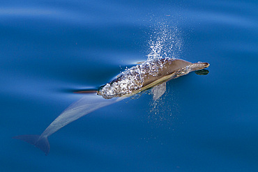 Long-beaked common dolphins, Delphinus delphis, encountered near Isla del Carmen, Baja California Sur, Mexico.