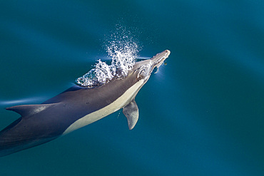 Long-beaked common dolphins, Delphinus delphis, encountered near Isla del Carmen, Baja California Sur, Mexico.
