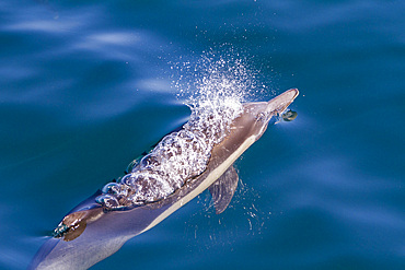 Long-beaked common dolphins, Delphinus delphis, encountered near Isla del Carmen, Baja California Sur, Mexico.
