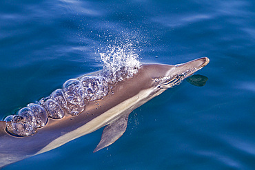 Long-beaked common dolphins, Delphinus delphis, encountered near Isla del Carmen, Baja California Sur, Mexico.