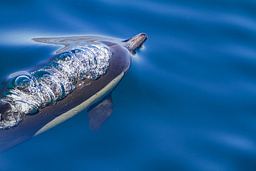 Long-beaked common dolphins, Delphinus delphis, encountered near Isla del Carmen, Baja California Sur, Mexico.