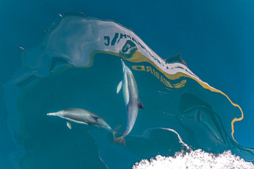 Long-beaked common dolphins, Delphinus delphis, bow riding near Isla del Carmen, Baja California Sur, Mexico.