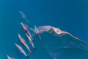 Long-beaked common dolphins, Delphinus delphis, bow riding near Isla del Carmen, Baja California Sur, Mexico.