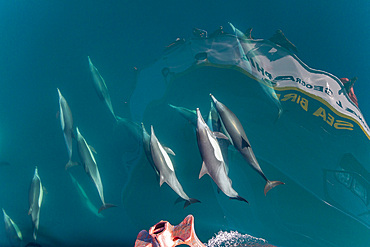 Long-beaked common dolphins, Delphinus delphis, bow riding near Isla del Carmen, Baja California Sur, Mexico.