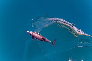 Long-beaked common dolphins, Delphinus delphis, bow riding near Isla del Carmen, Baja California Sur, Mexico.