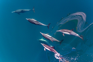 Long-beaked common dolphins, Delphinus delphis, bow riding near Isla del Carmen, Baja California Sur, Mexico.