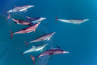 Long-beaked common dolphins, Delphinus delphis, bow riding near Isla del Carmen, Baja California Sur, Mexico.