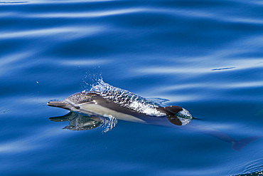 Long-beaked common dolphins, Delphinus delphis, encountered near Isla del Carmen, Baja California Sur, Mexico.