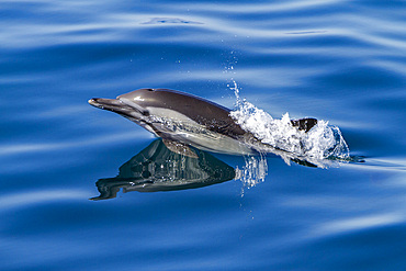 Long-beaked common dolphins, Delphinus delphis, encountered near Isla del Carmen, Baja California Sur, Mexico.