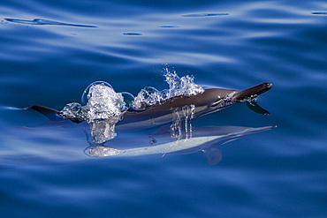 Long-beaked common dolphins, Delphinus delphis, encountered near Isla del Carmen, Baja California Sur, Mexico.
