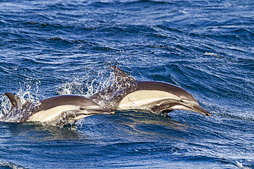 Long-beaked common dolphins, Delphinus delphis, encountered near Isla del Carmen, Baja California Sur, Mexico.
