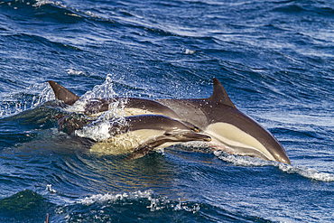 Long-beaked common dolphins, Delphinus delphis, encountered near Isla del Carmen, Baja California Sur, Mexico.