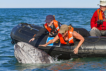 California gray whale, Eschrichtius robustus, calf with excited whale watchers in San Ignacio Lagoon, Mexico.